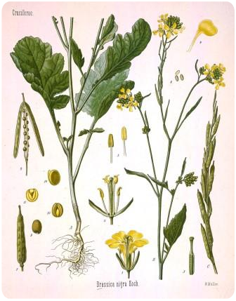 строение растения горчица черная горчица растение и семена