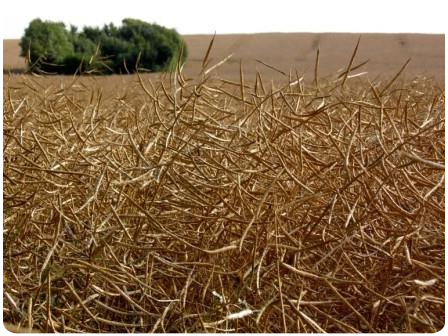 Горчица черная созрела стручки черной сизой горчицы